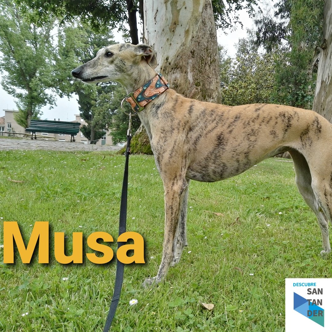 Galgos y Podencos Cantabria