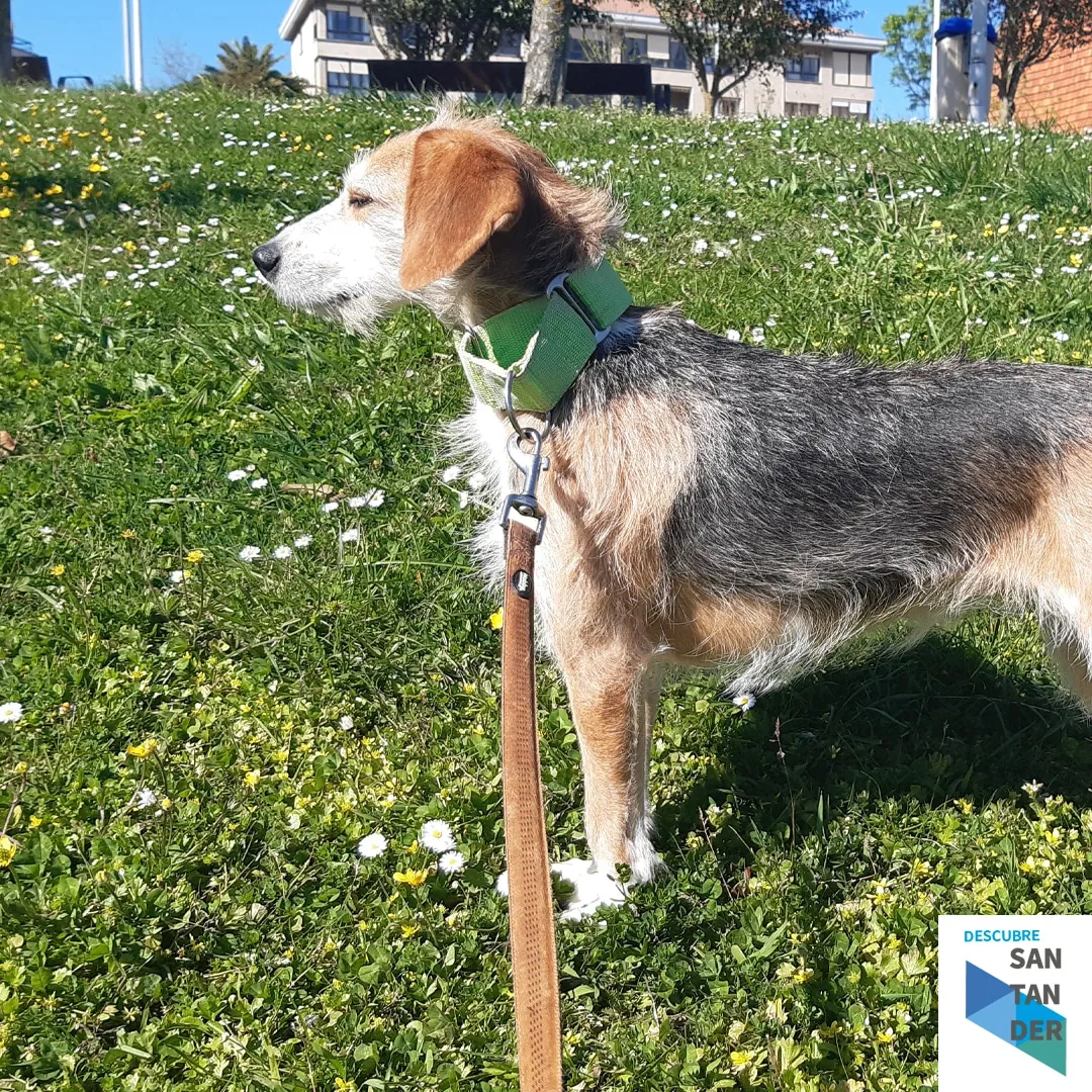 Galgos y Podencos Cantabria