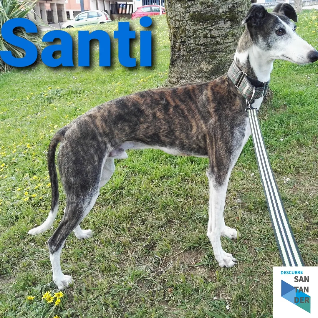 Galgos y Podencos Cantabria