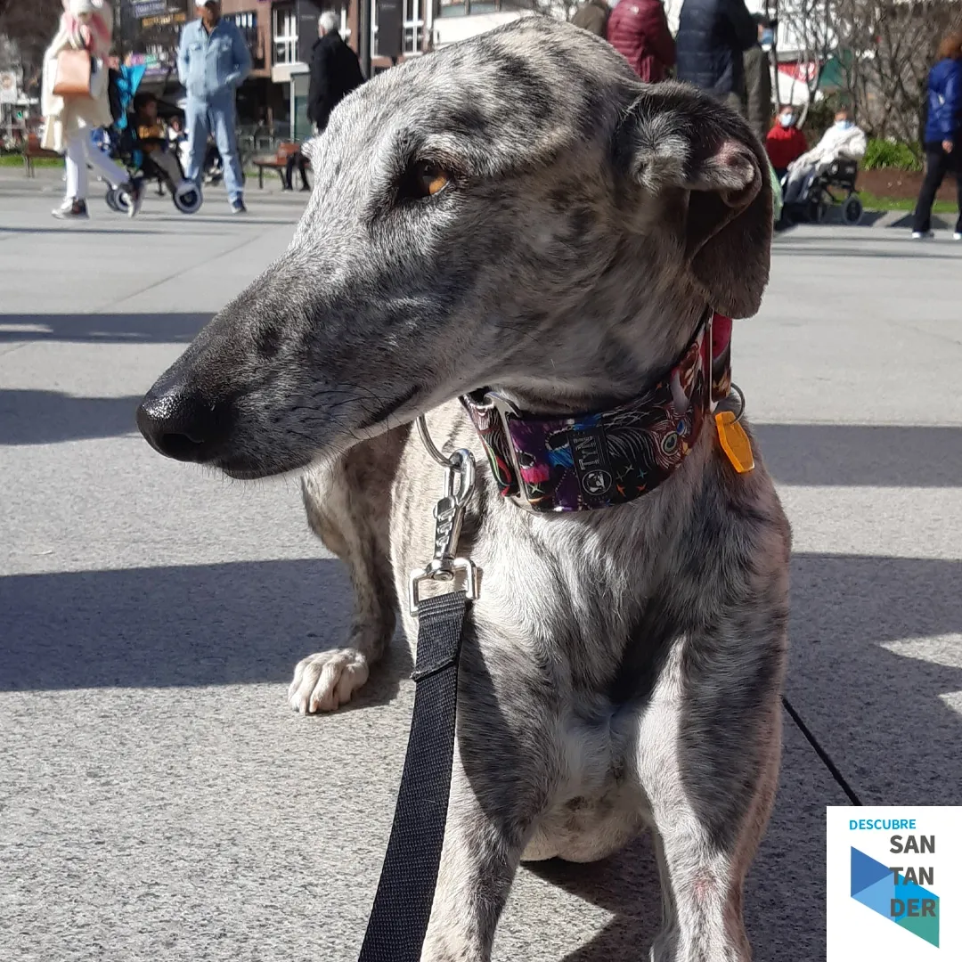 Galgos y Podencos Cantabria