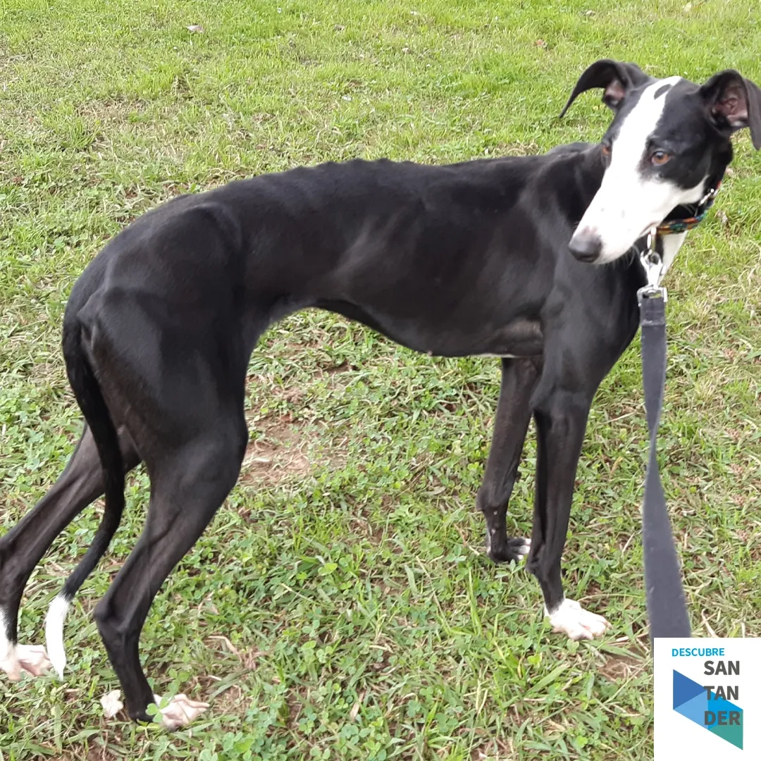 Galgos y Podencos Cantabria