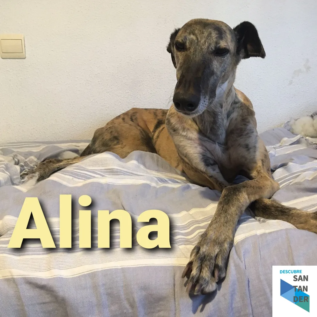 Galgos y Podencos Cantabria