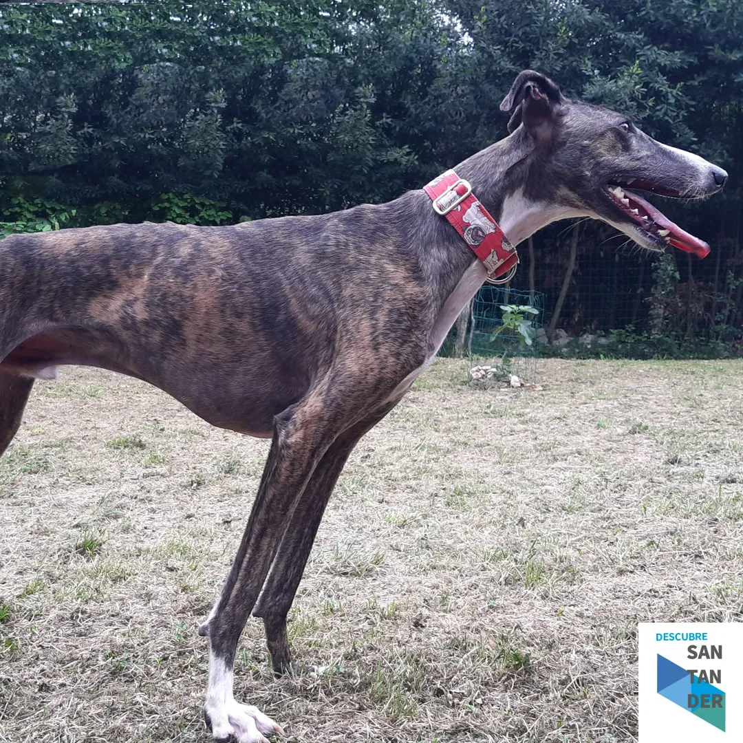 Galgos y Podencos Cantabria