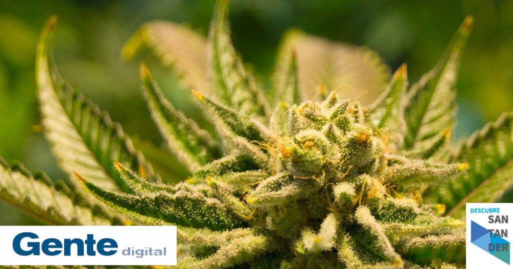 Noticias Santander Desmantelan una plantación de marihuana en el sótano de una casa alquilada de Ramales