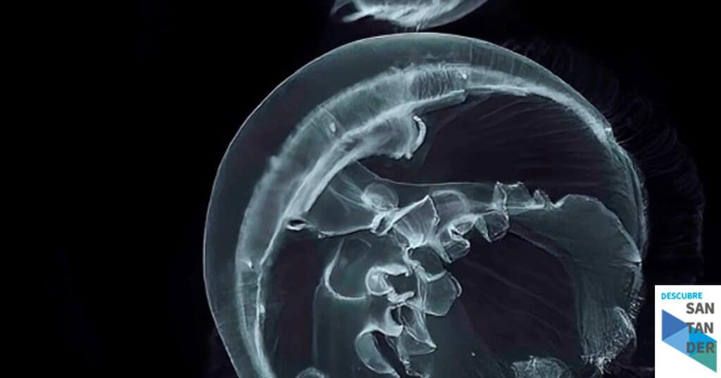 Noticias Santander El Museo Marítimo del Cantábrico acoge la exposición 'Observar y descubrir con siete márgenes de la fauna marina'