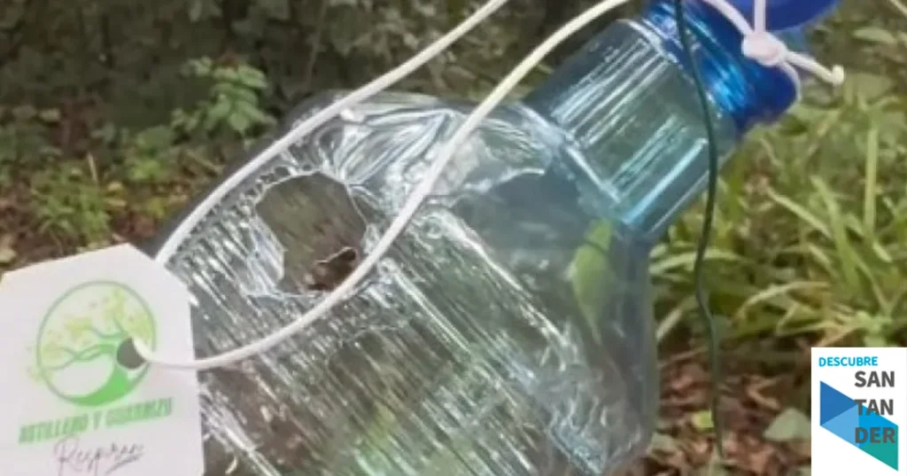 Noticias Astillero El Ayuntamiento de Astillero intensifica su lucha contra la avispa asiática