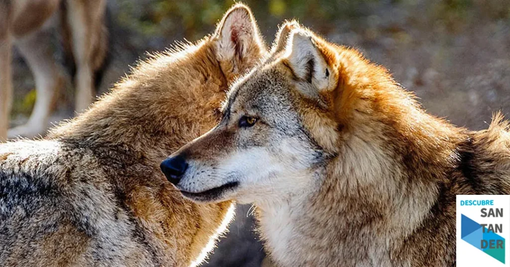 Noticias Cantabria Cantabria ha extraído 25 lobos de los 41 permitidos por el Plan de Gestión desde su salida del LESPRE