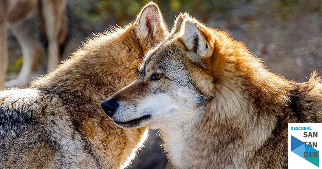 Cantabria ha extraído 25 lobos de los 41 permitidos por el Plan de Gestión desde su salida del LESPRE