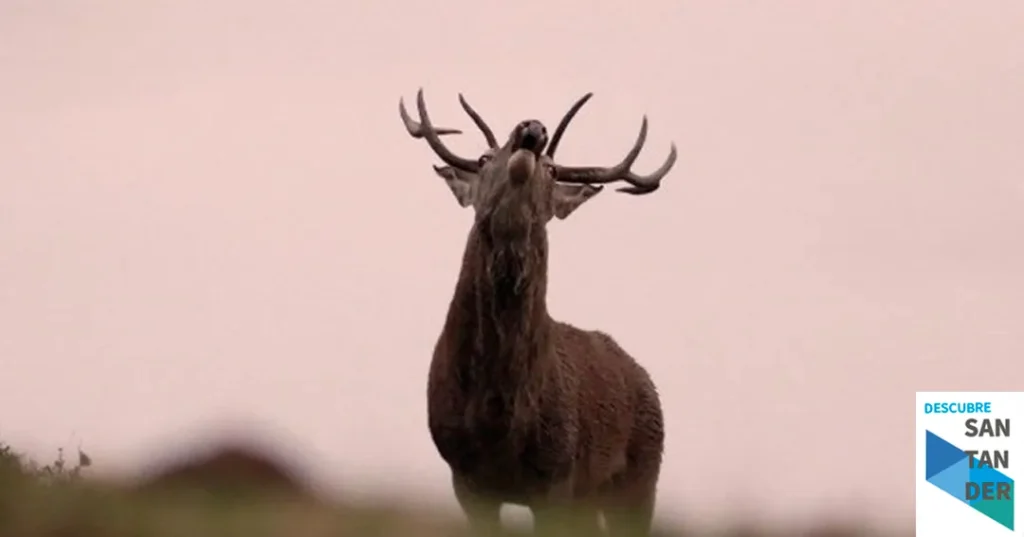 Noticias Reinosa Organizada una salida guiada a observar la berrea