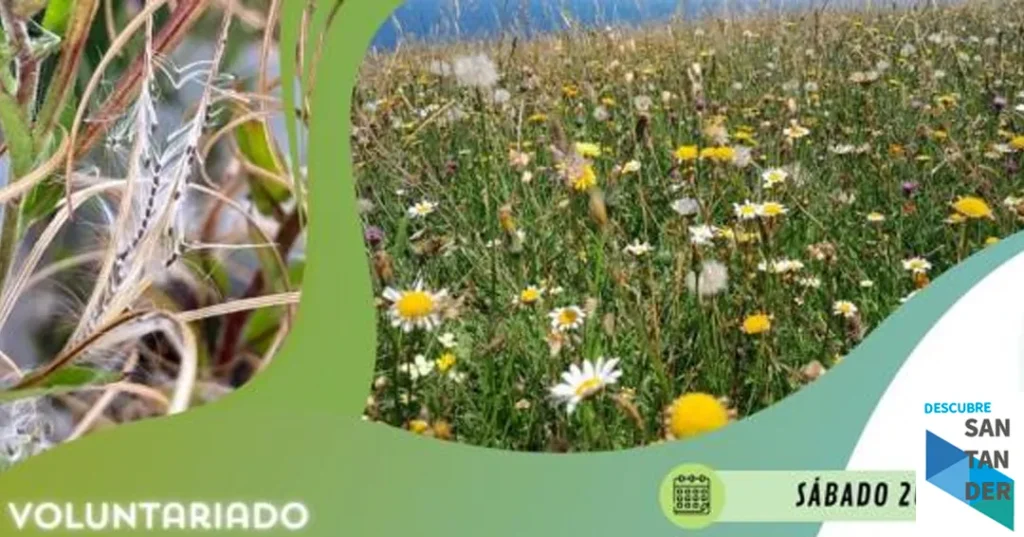 Noticias SAntander ‘Santander Capital Natural’ organiza una jornada divulgativa de recolección de semillas silvestres