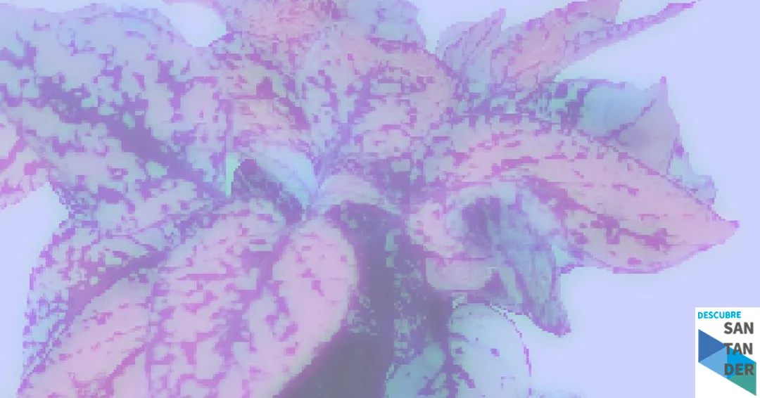 Taller de Kokedamas con Linneo Flowershop