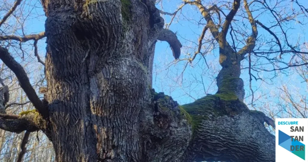 Noticias Reinosa Organizada una excursión a los robles centenarios de Bustillo del Monte y un Taller de Micología