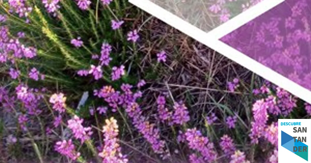 Programa XV feria nacional apícola de Cantabria en Torrelavega