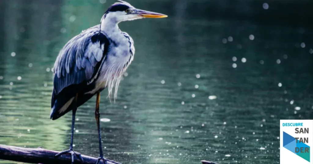 Noticias Reinosa Ruta guiada para avistar las aves acuáticas que invernan en el Embalse del Ebro