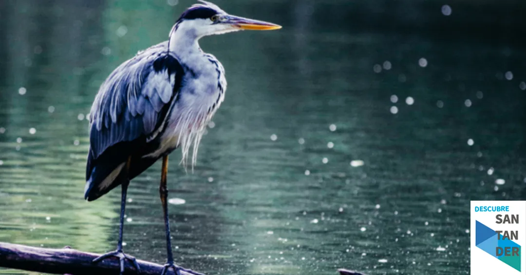 Ruta guiada para avistar las aves acuáticas que invernan en el Embalse del Ebro
