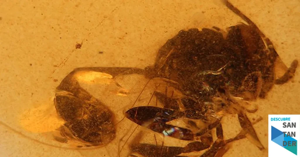 Noticias Santillana del Mar Descubren una nueva especie de avispa fósil en el ámbar de El Soplao de hace 105 millones de años