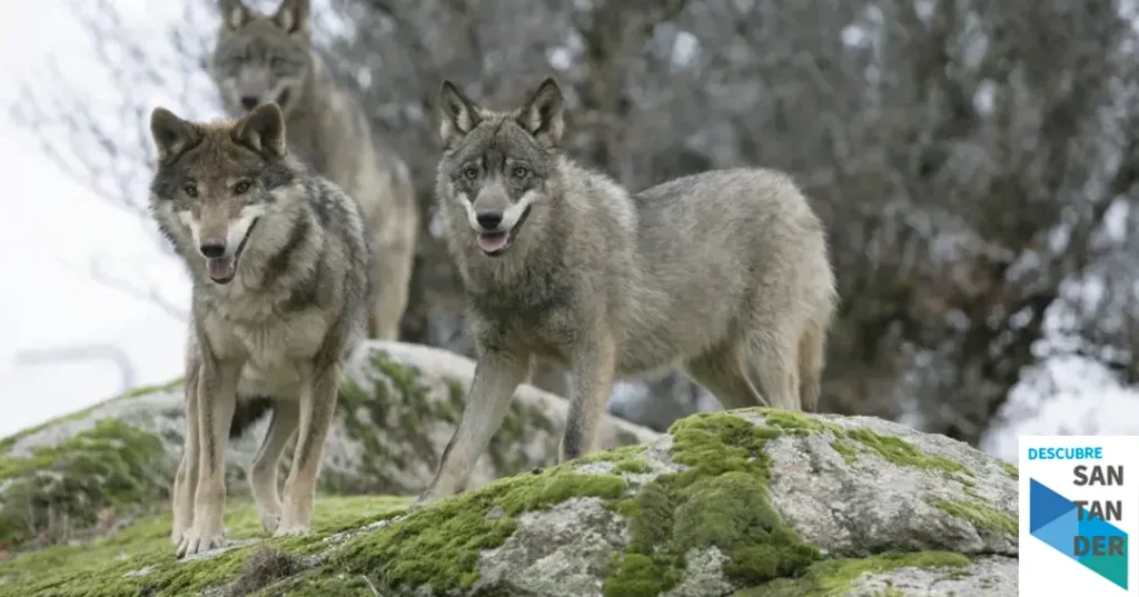 Noticias Cantabria La justicia paraliza el encargo del Plan del Lobo al estimar la denuncia de Podemos Cantabria