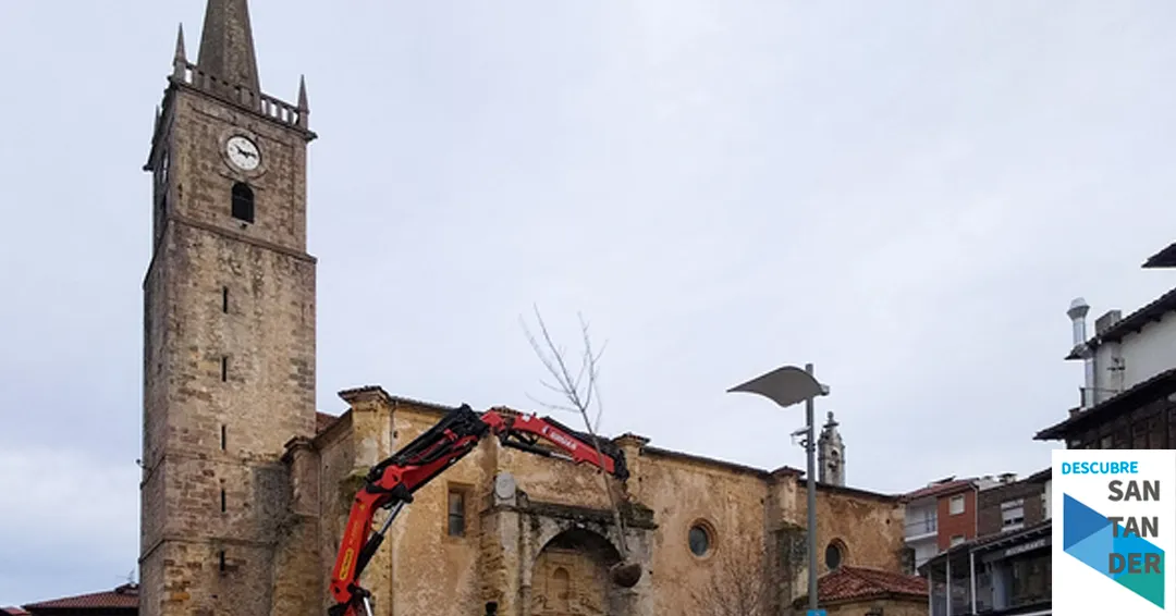 Comillas culmina la plantación de los castaños en la plaza del Corro Campíos siguiendo criterios técnicos
