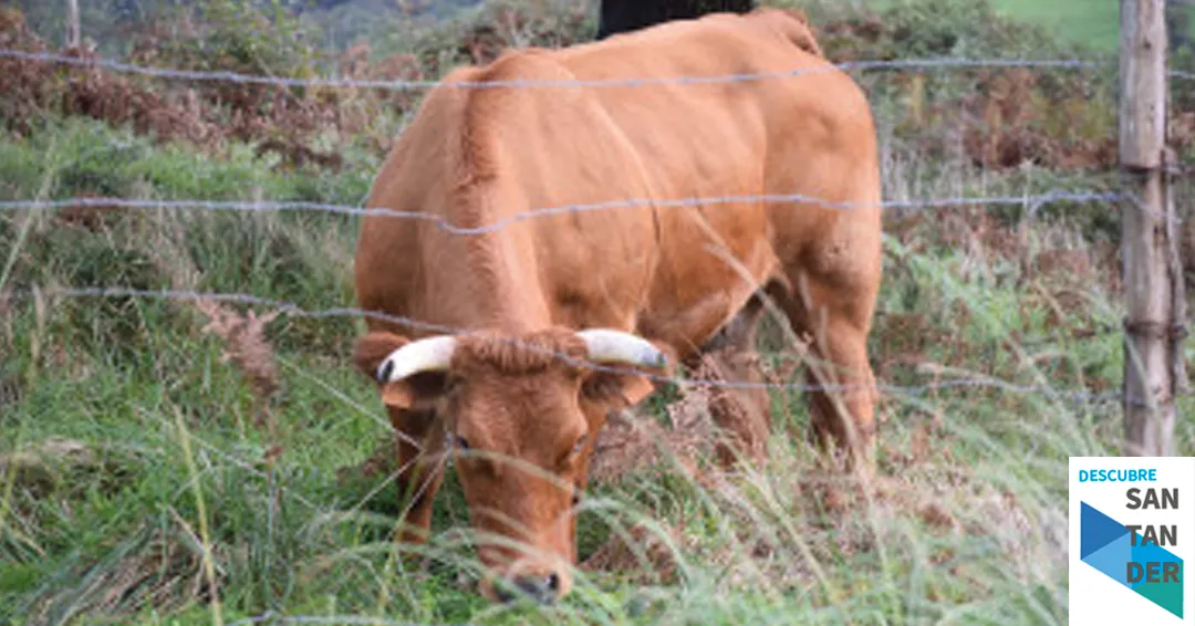 El Gobierno de Cantabria pondrá en marcha el 2 de febrero la campaña de saneamiento ganadero de las explotaciones bovinas del municipio de Piélagos
