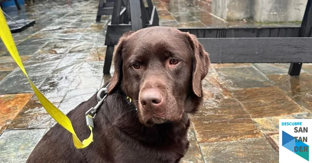 Noticias Torrelavega La Policía Local amplía su Unidad Canina con la incorporación de Kiara, un ejemplar de labrador especializada en detección de estupefacientes