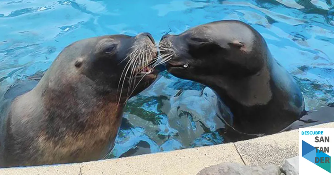 Fallece por causas naturales Pas, una de las hembras de león marino más carismáticas del Parque de la Naturaleza de Cabárceno