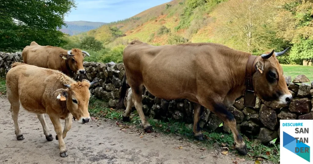 Noticias Cantabria Susinos recuerda a los ganaderos la importancia de la vacunación frente a la EHE y la lengua azul ante la llegada de la primavera