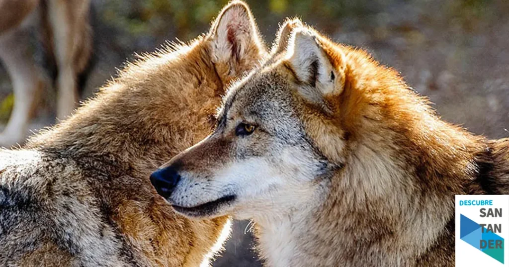 Noticias Cantabria El Gobierno de Cantabria aprueba el nuevo Plan de Gestión del Lobo orientado a la coexistencia con la ganadería