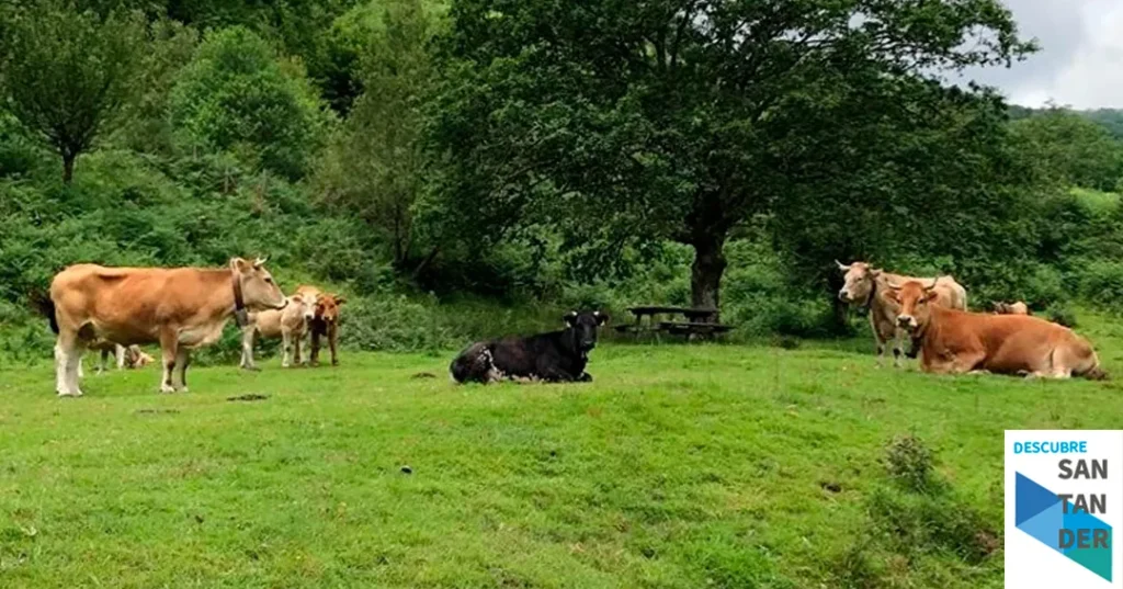 Noticias Cantabria La Consejería de Desarrollo Rural comenzará a abonar el pago de las ayudas de ecológicas la próxima semana