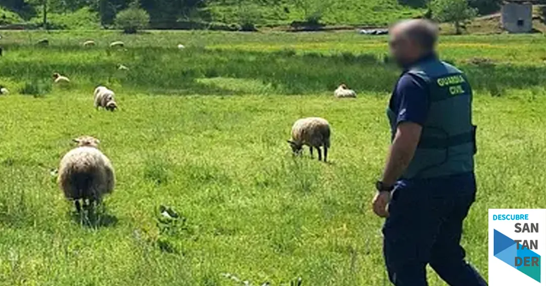 Investigados por 7 sacrificios con sufrimiento en Cantabria