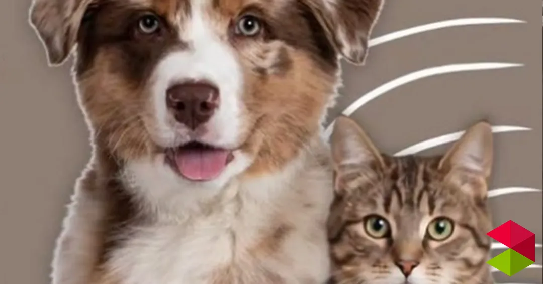 Programa Iº encuentro canino – felino Astillero 2026